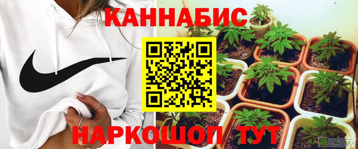 Бошки марихуана планчик Шали